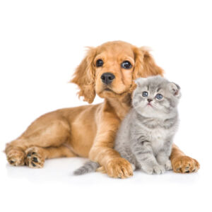 dog-cat-rapid-test-kits-care