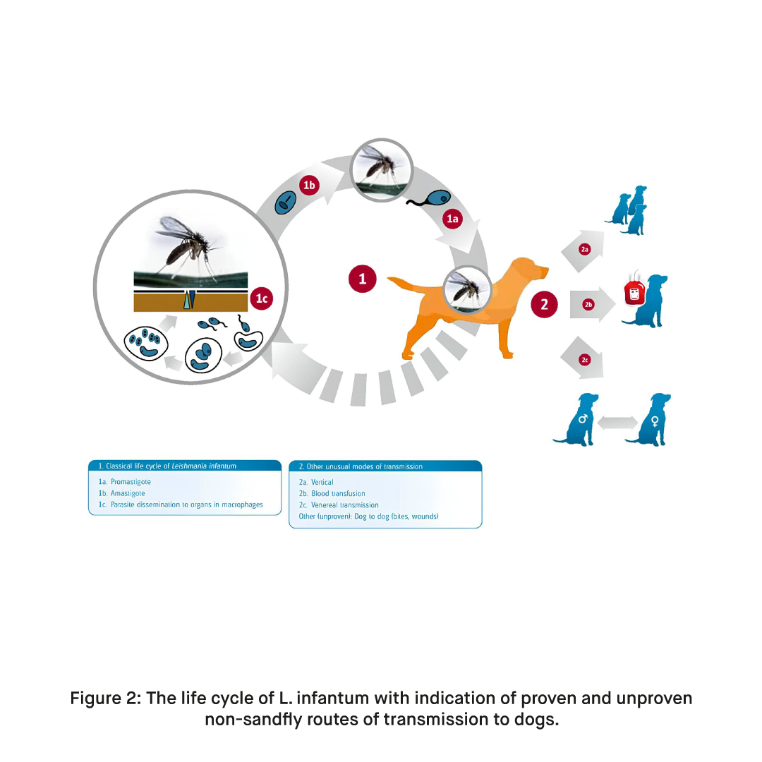 Vetfor Blog 16 Figure 2