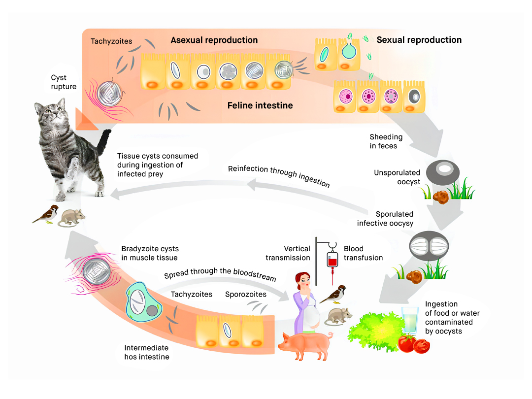 Vetfor Blog 20 Figure 1