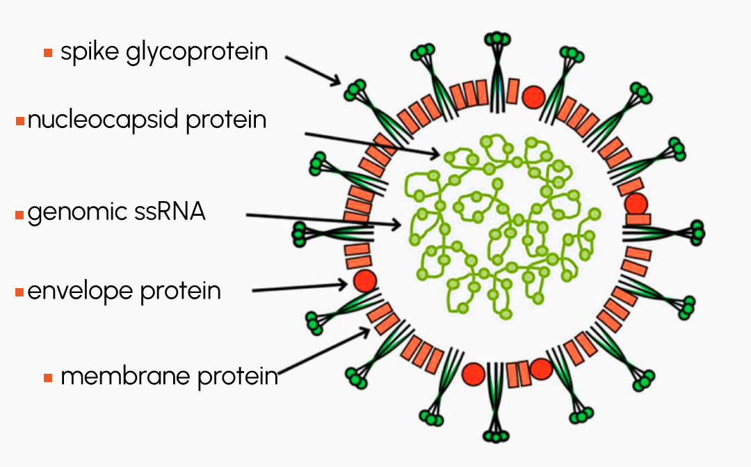 Figure 1: Schematic Drawing of Feline Coronavirus