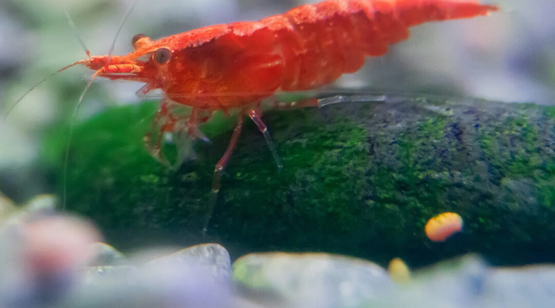 What are the Most Common Diseases in Shrimp? What are Diagnostic Test Methods for Shrimp Diseases ?