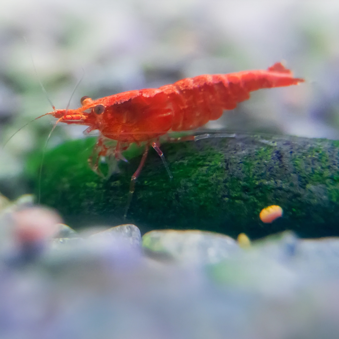 What are the Most Common Diseases in Shrimp? What are Diagnostic Test Methods for Shrimp Diseases ?