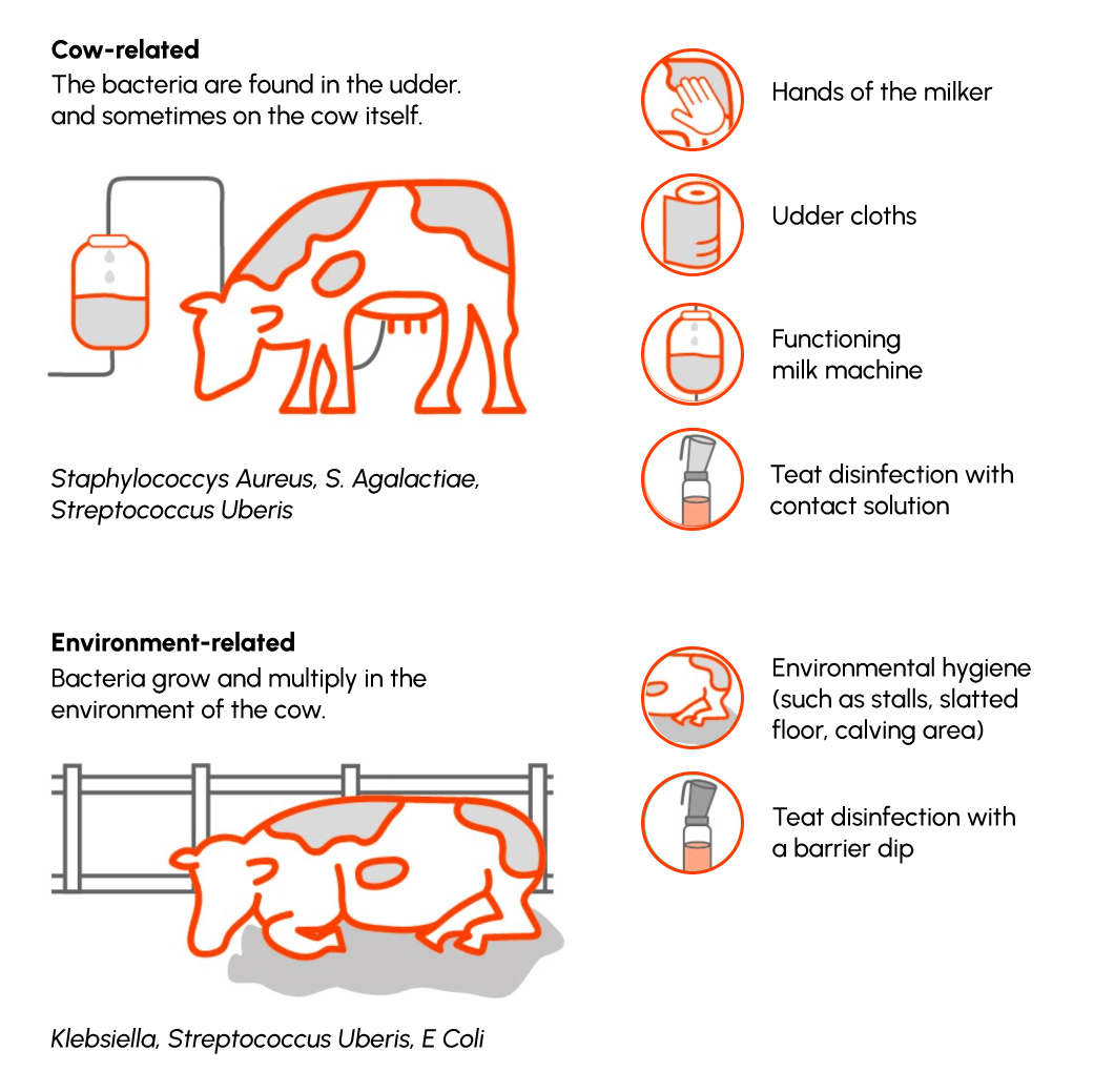 Figure-1 Causes of Mastitis in Dairy Cattles