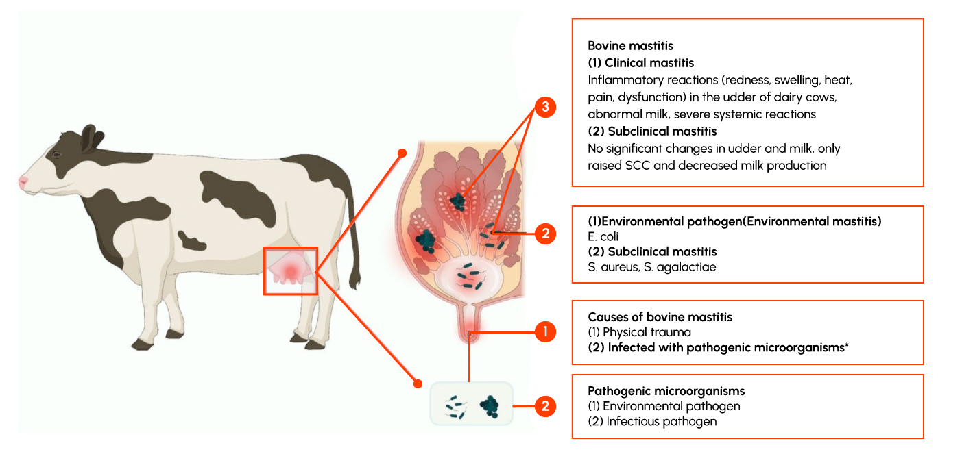 Figure 2: Mastitis in Dairy cows: Clinical Mastisis and Subclinical Mastisis.