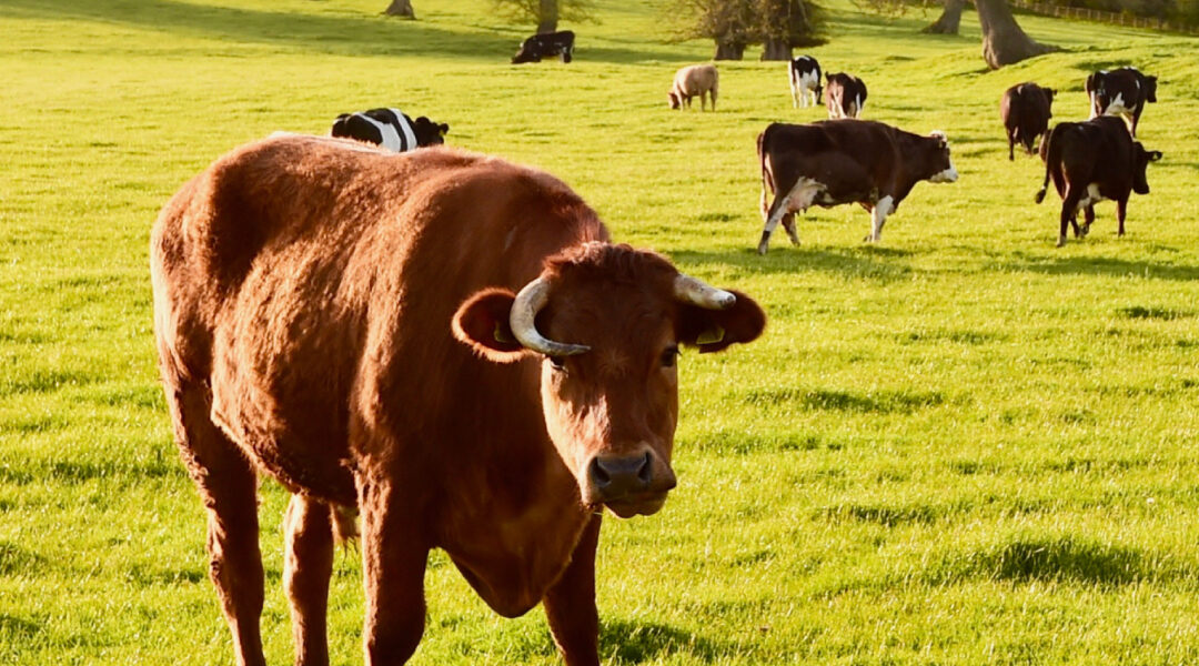 Understanding Mastitis in Dairy Cattle and Diagnostic Kits for Pathogens That Cause Mastitis