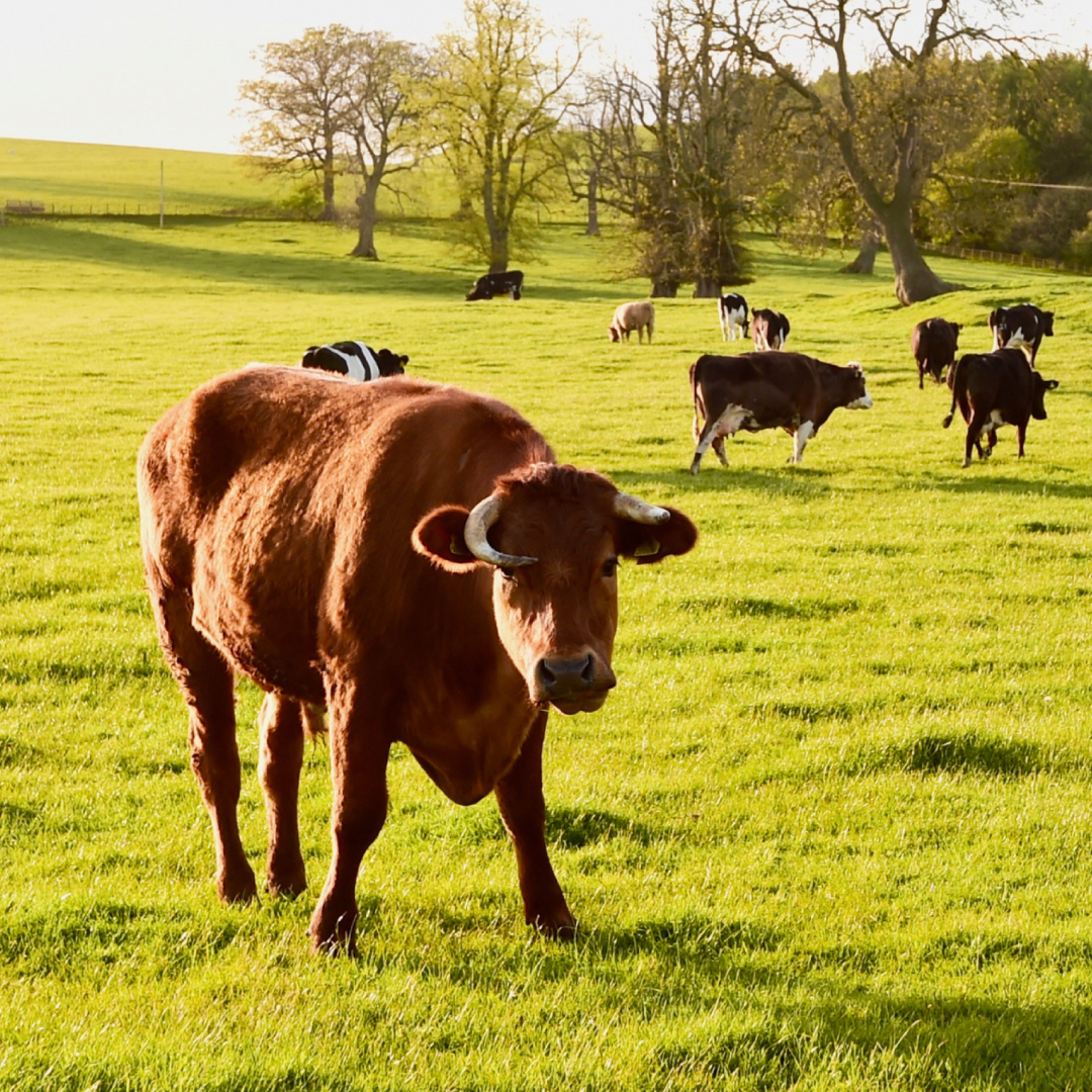 Understanding Mastitis in Dairy Cattle and Diagnostic Kits for Pathogens That Cause Mastitis