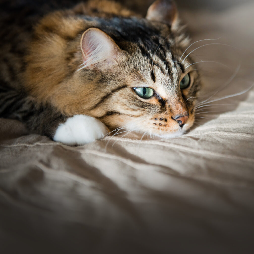 What is Feline Infectious Peritonitis (FIP) and How to Diagnose Feline Infectious Peritonitis (FIP)?