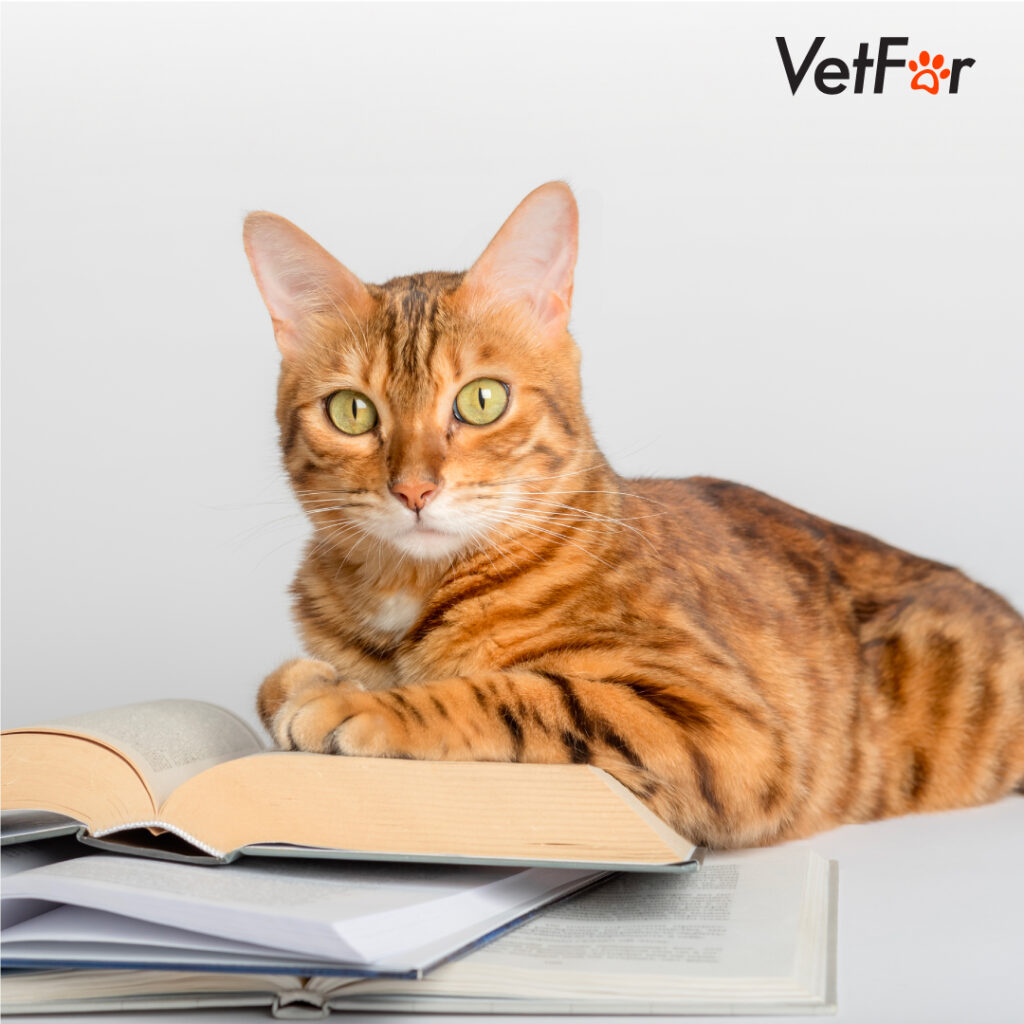 Feline Disease Prevention: The Role of the VetFor FIV and FeLV Rapid Test Kit