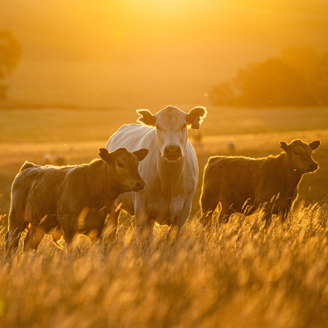 Protecting Livestock Health: The Power of VetFor Rota + Corona + E.Coli K99 Combo Test Kit