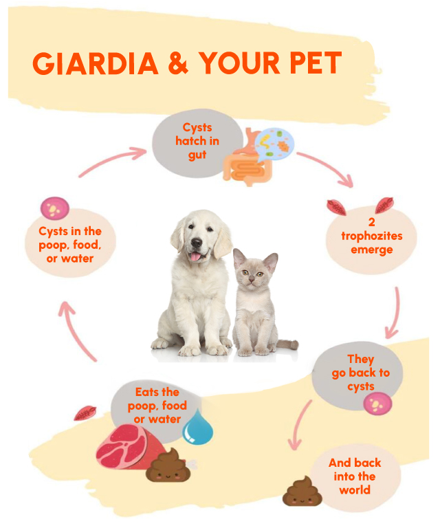 Figure 3: Giardia Life Cycle