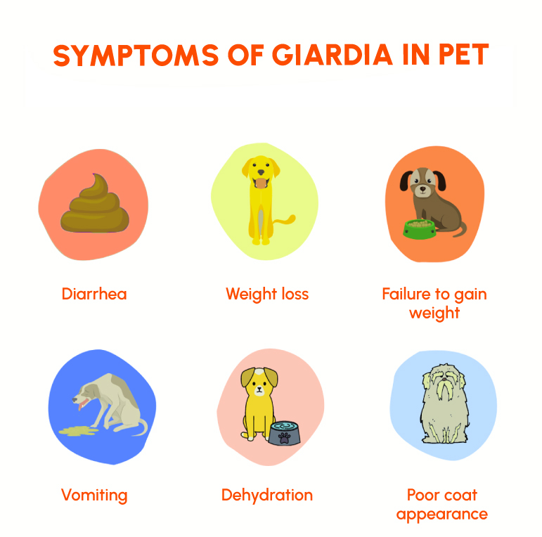 Figure 4: Symptoms of Giardia in Pets