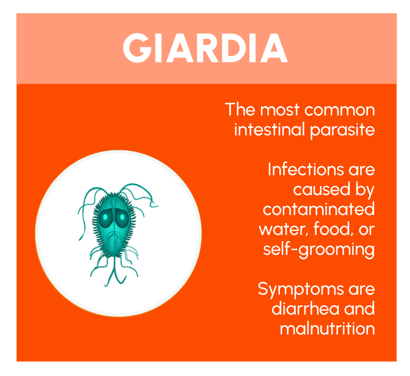 Figure 2: What is Giardia