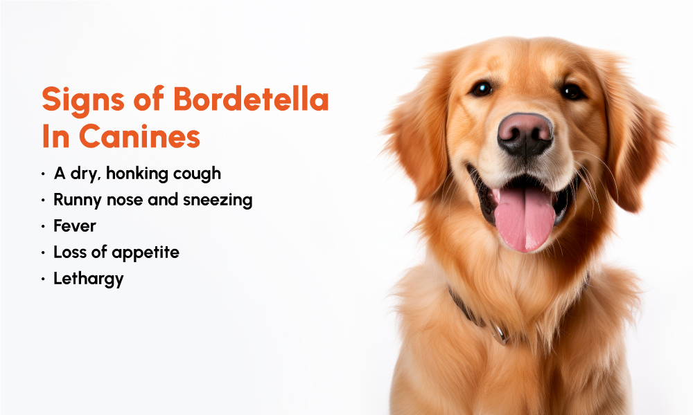 Figure 2: Signs of Bordetella In Canines