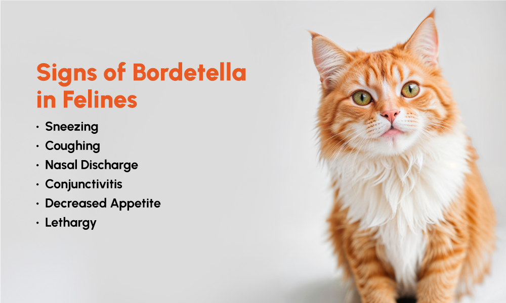 Figure 3: Signs of Bordetella In Felines