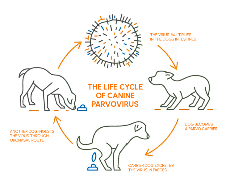 Figure 2: The Life Cycle of Canine Parvovirus