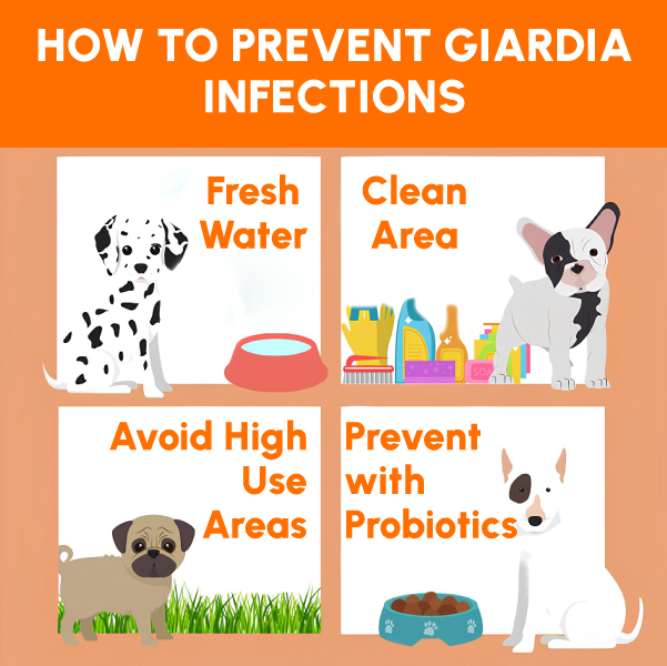 Figure 3: How to Prevent Giardia Infections