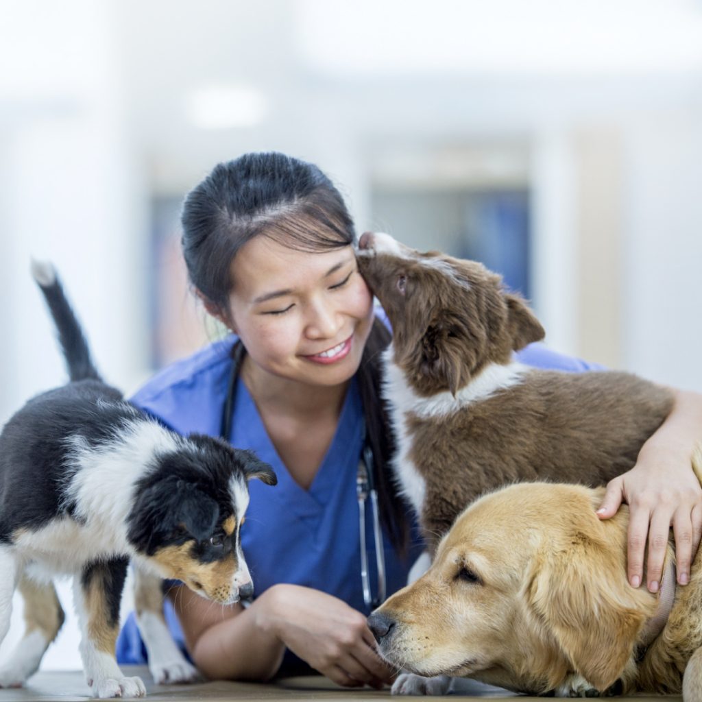 Understanding Canine Distemper Virus (CDV): A Major Threat to Animal Health