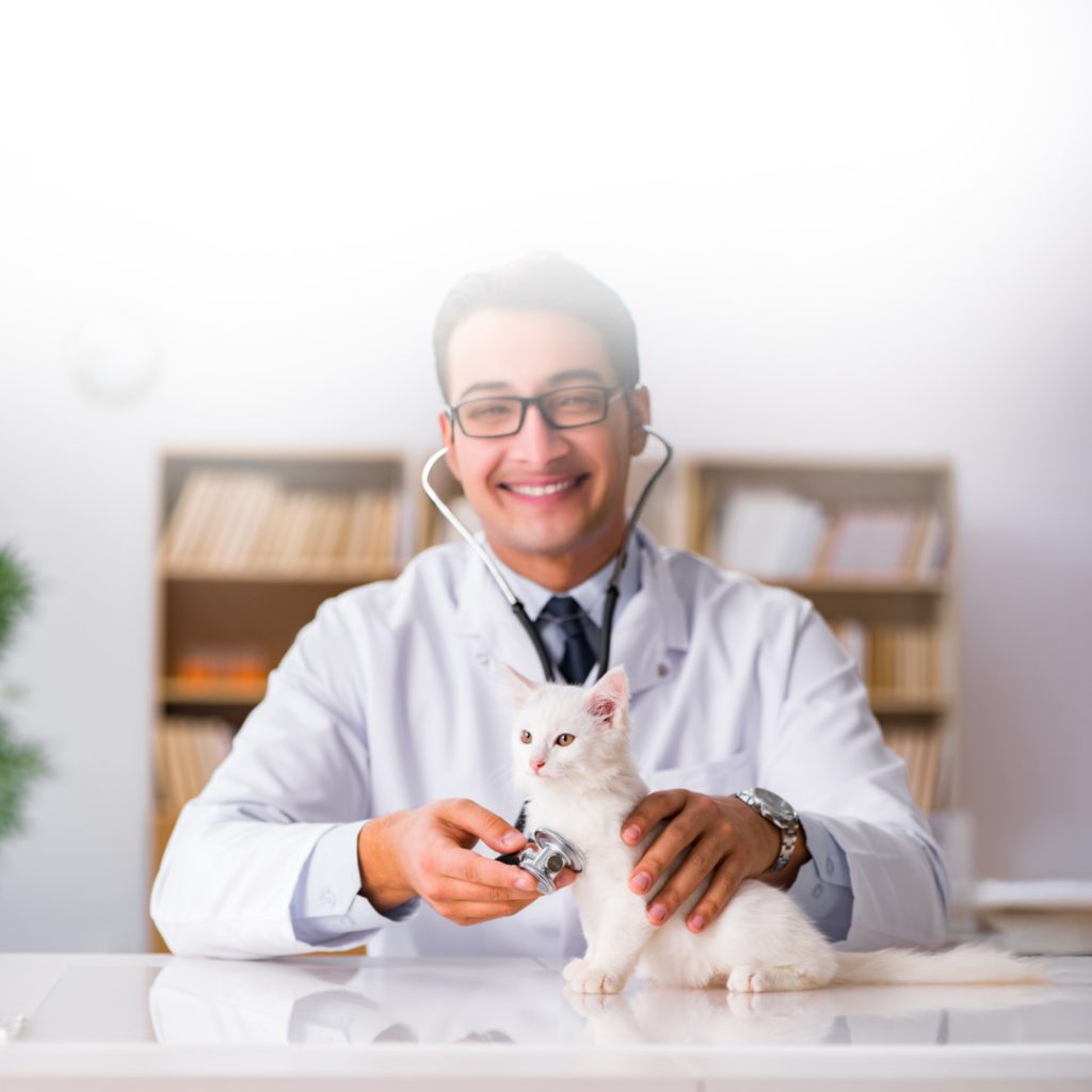 The Impact of FIV on Feline Health: Why Early Diagnosis Matters