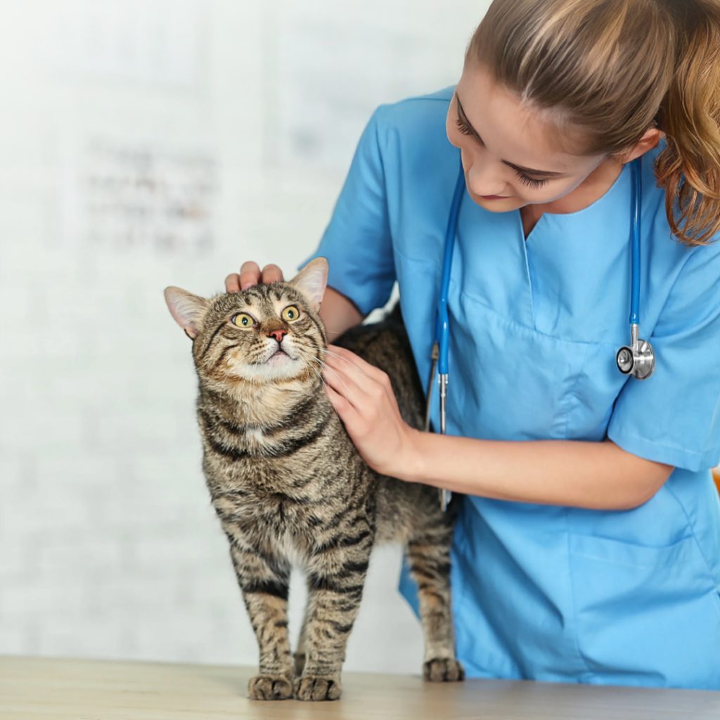 FeLV Rapid Antigen Test Kit: A Reliable Tool for Feline Health Diagnostics