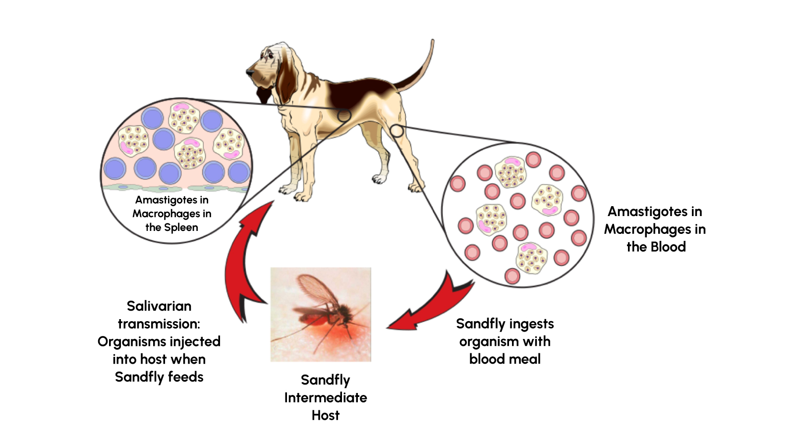 Figure 1: Lifecycle of leishmania infantum