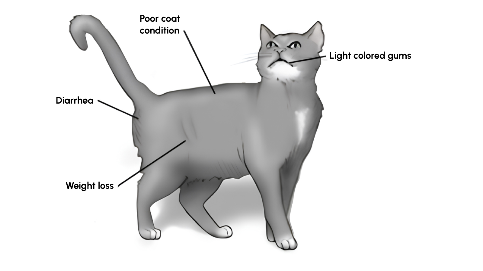 Figure 1: Symptoms of feline leukemia virus 