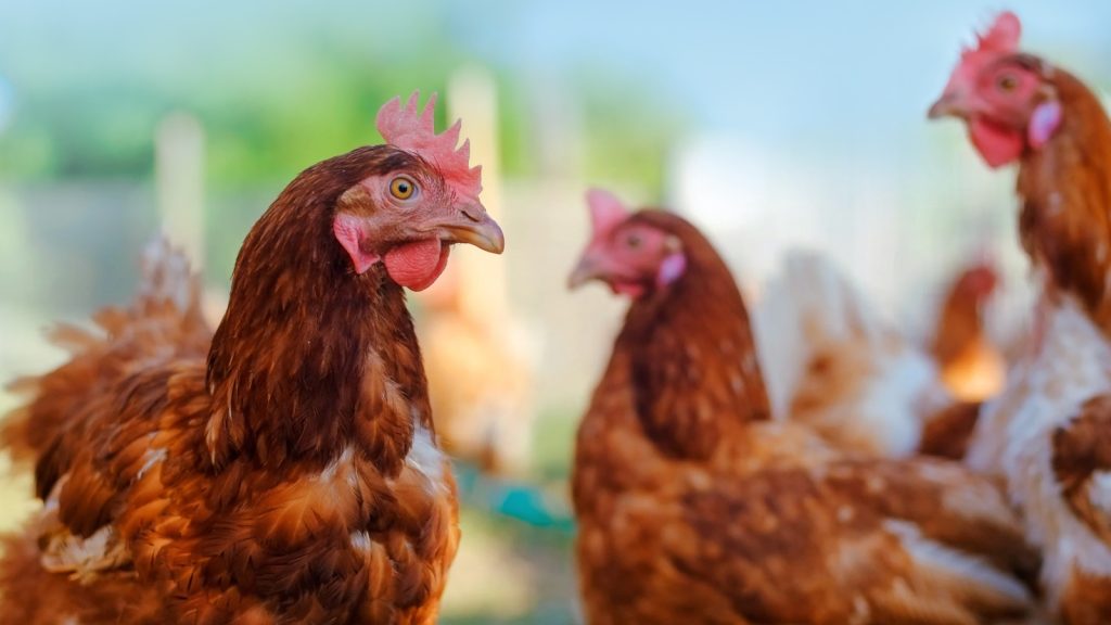 Avian Influenza: A Threat to Poultry Health