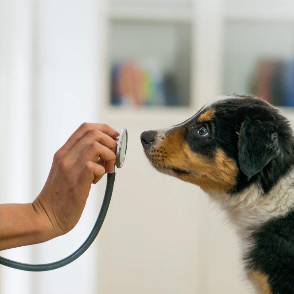 VetFor HW Rapid Antigen Test Kit: A Reliable Solution for Detecting Heartworm in Pets