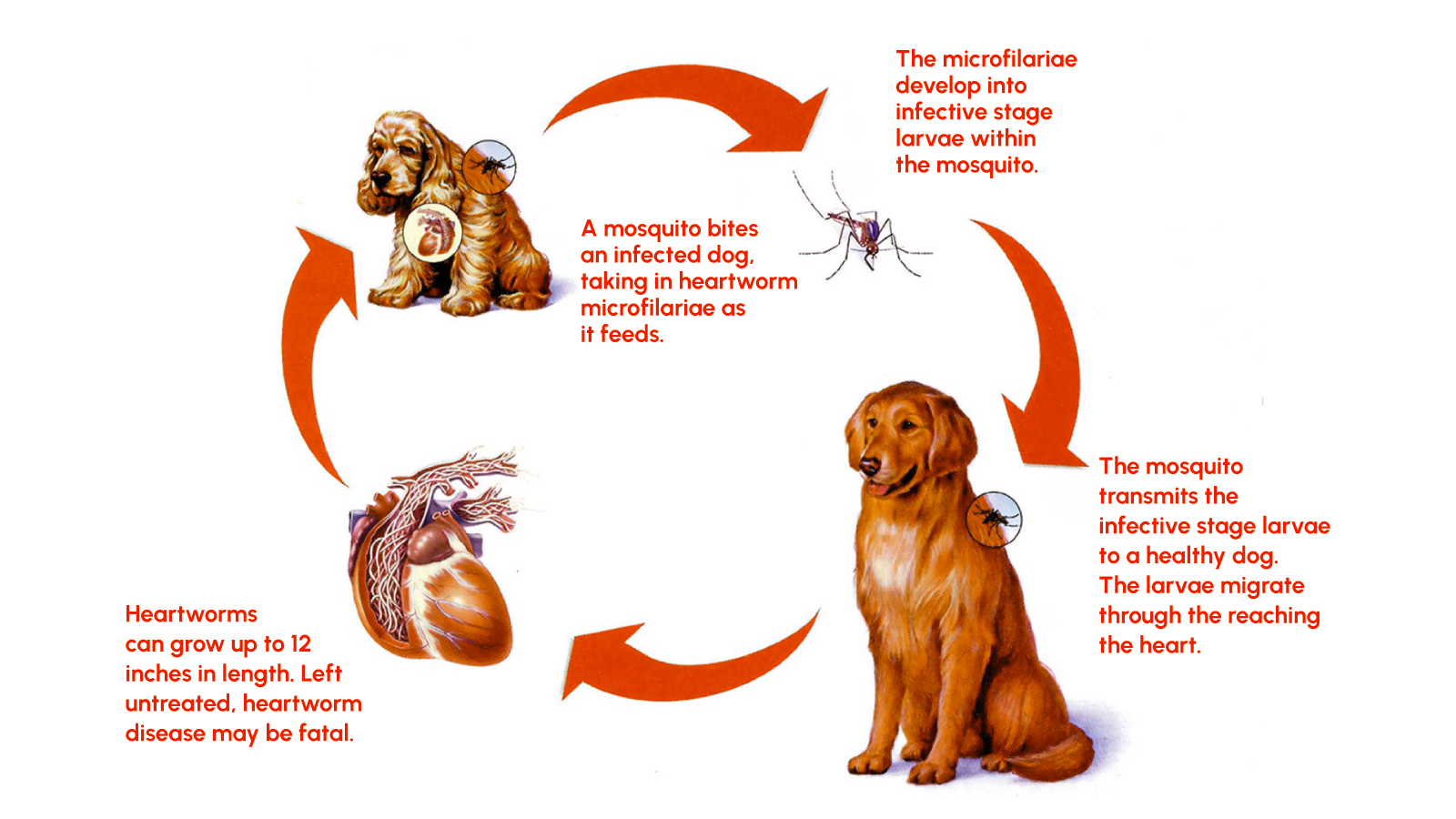Figure 1: The life cycle of Heartworm