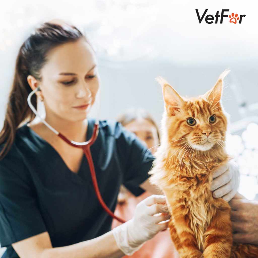 FIV in Cats: The Silent Threat to Their Immune System