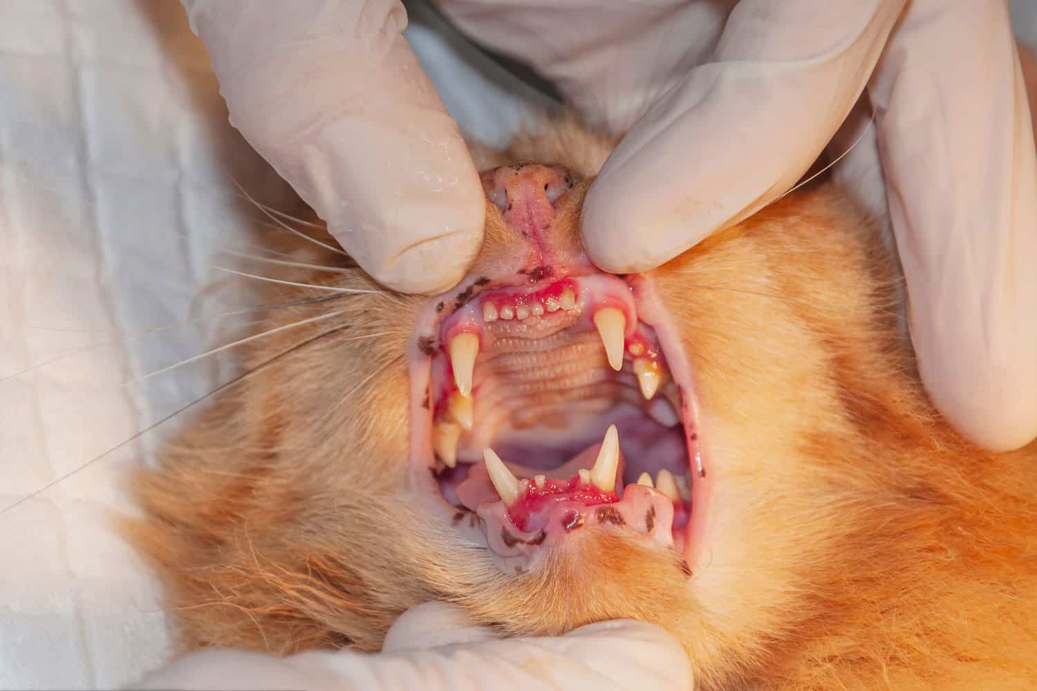 Figure 2: Gingivitis in cat
