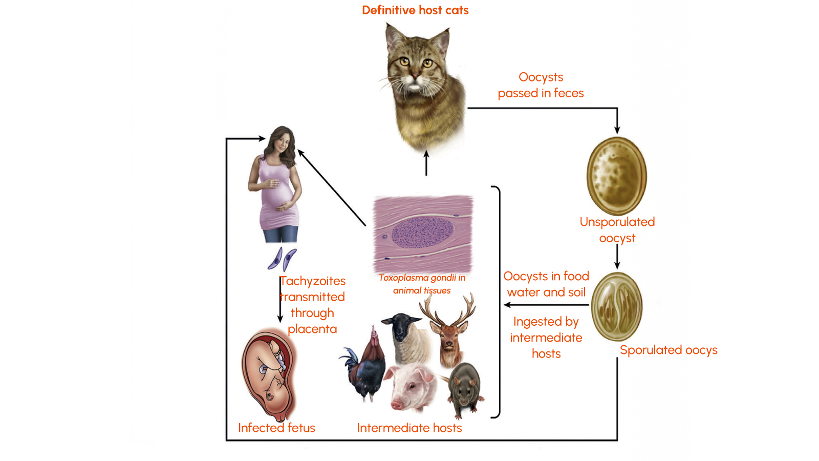 Figure 2: Life cycle of Toxoplasma gondii