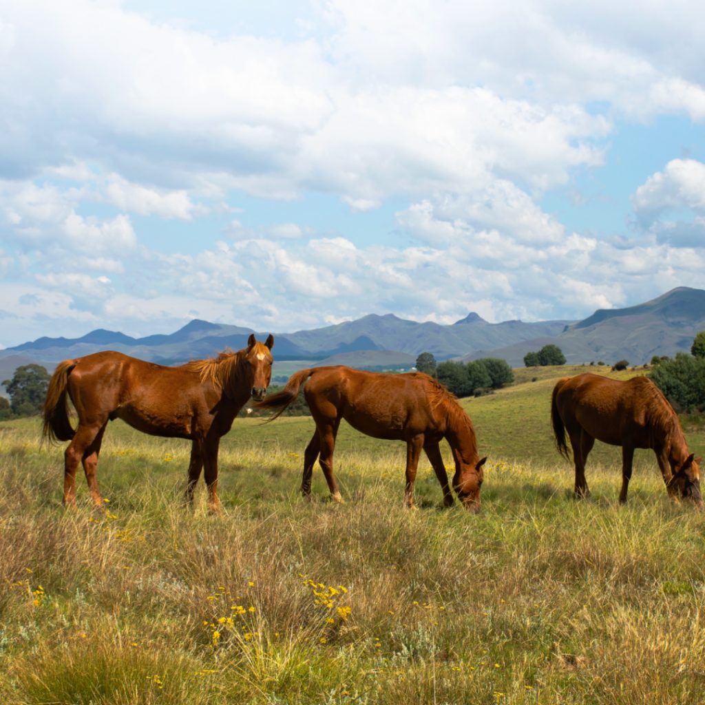 Guarding Equine Health: The Role of Taylorella equigenitalis Diagnosis and the Power of VetFor Detection Kit