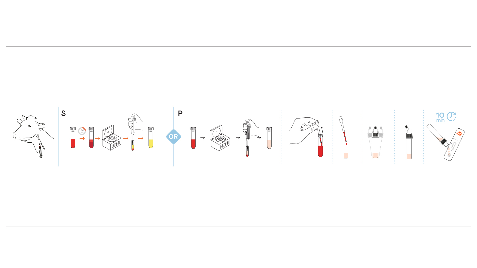 Figure 2: VetFor B. Brucella Ab Rapid Test Kit Workflow