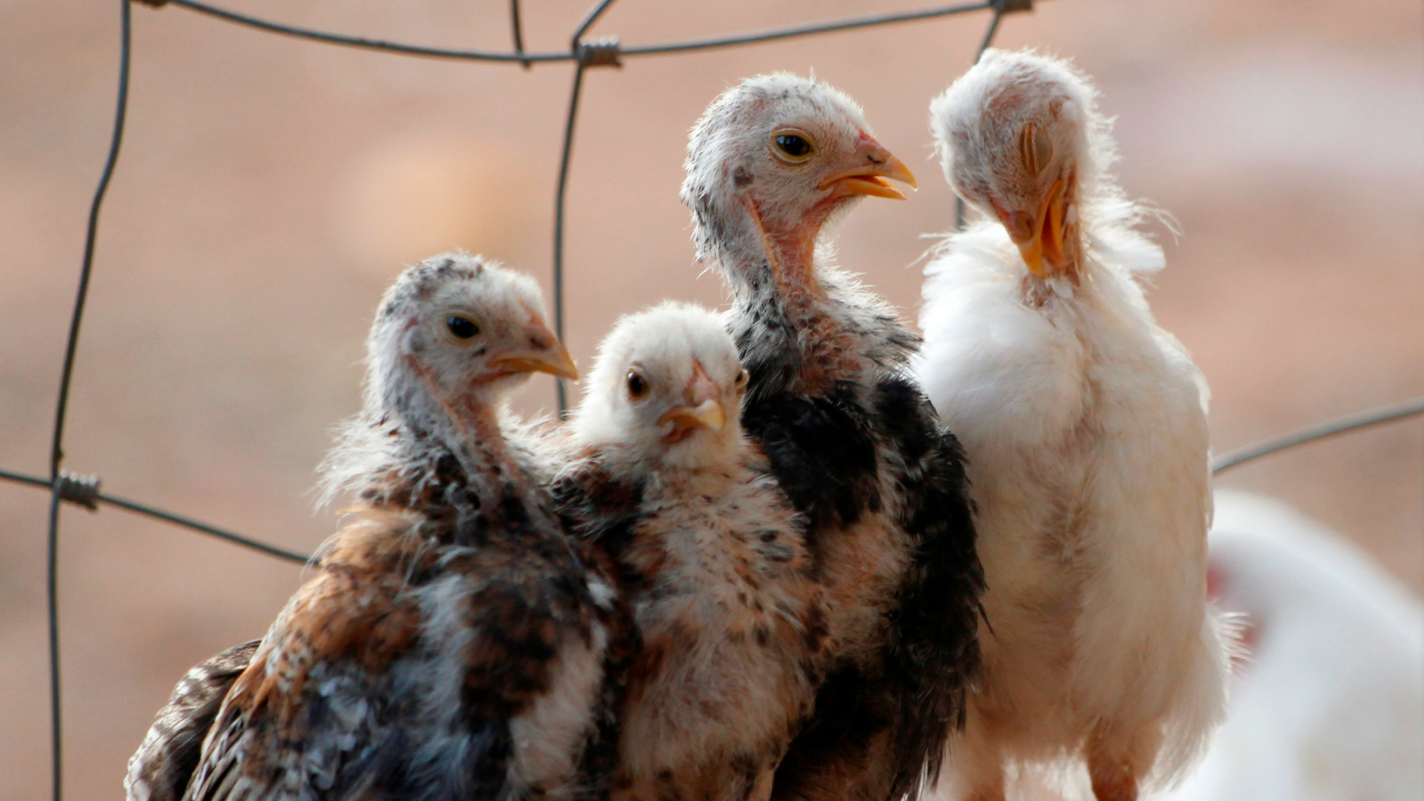 Figure 1 Young chickens (chicks) in close contact within a poultry enclosure.