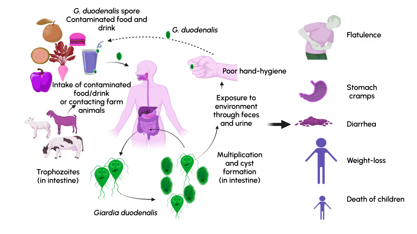 Figure 1. Transmission pathways of Giardia duodenalis.