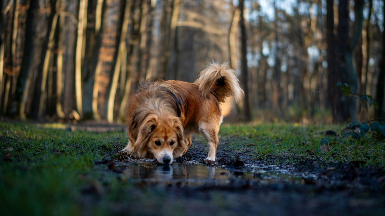 Figure 5. Drinking from stagnant puddles exposes dogs to hardy Giardia cysts that persist in cool, wet environments.