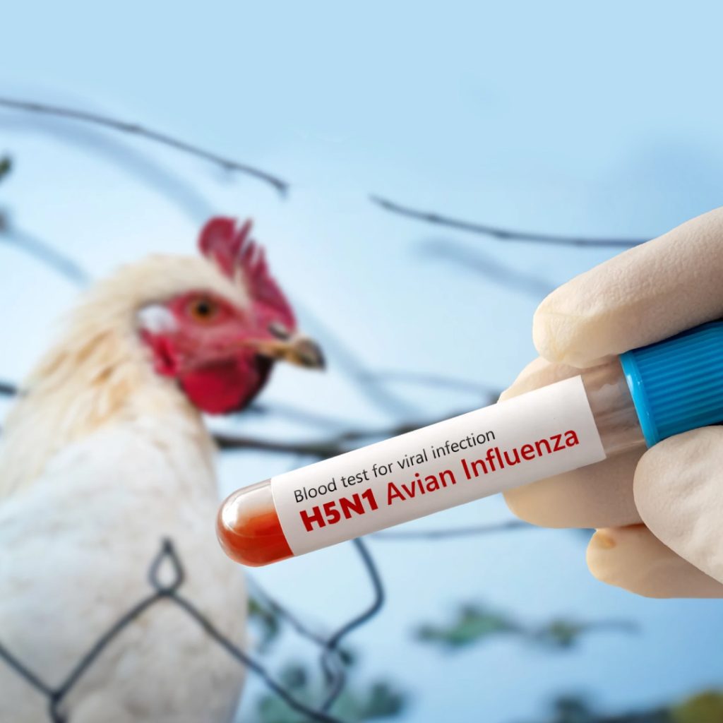 Avian Influenza Detection Kit and Avian Influenza Rapid Antigen Test Kit Cover Image