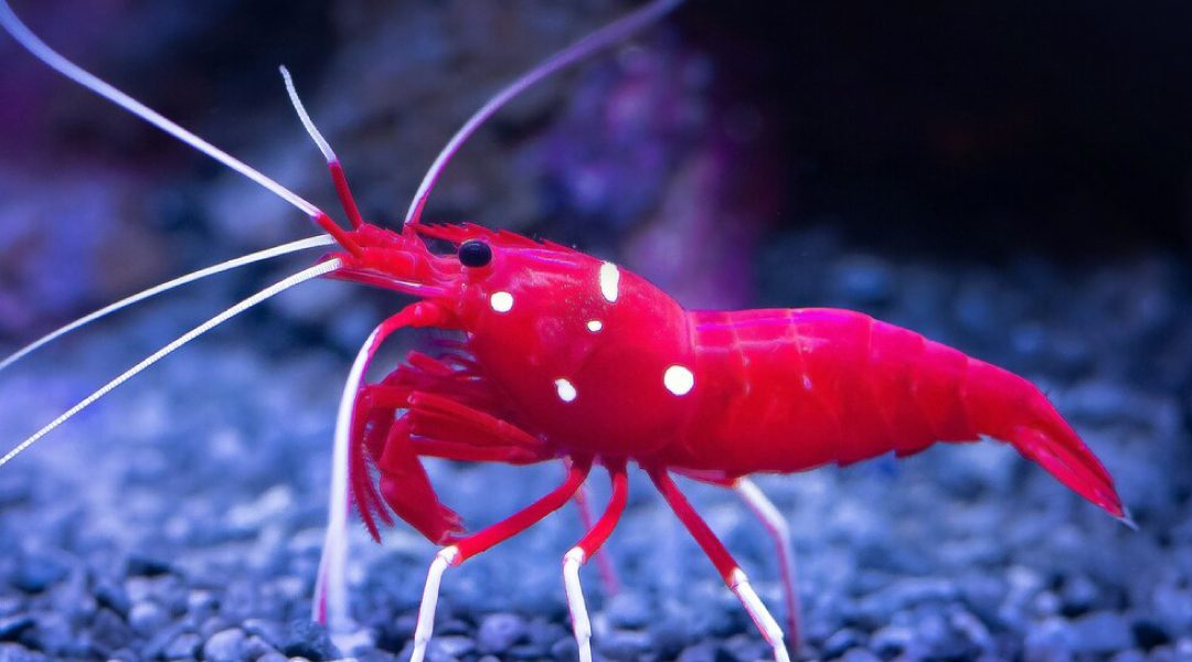 Infectious Hypodermal and Hematopoietic Necrosis Virus (IHHNV) in Shrimps