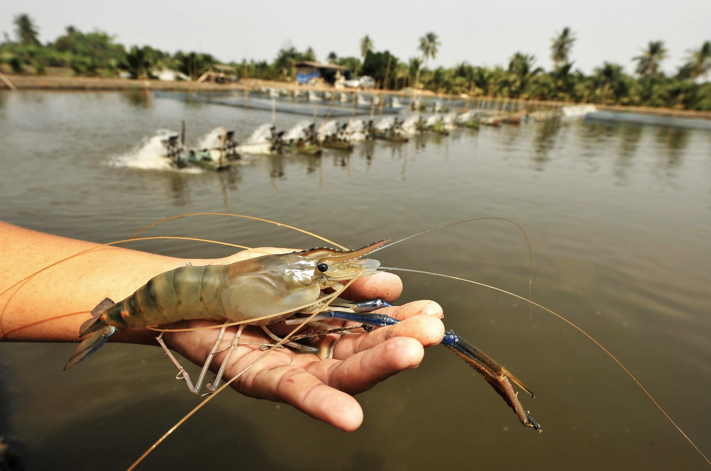 Figure 1. A farmer cradles looks like a perfectly healthy shrimp reminding us that IHHNV carriers can hide in plain sight.