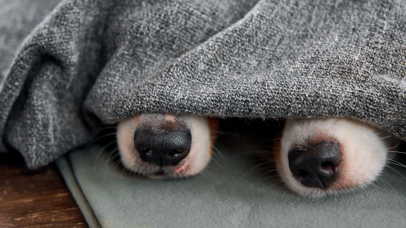 Figure 2. Beneath these sleepy snouts, an unexplained nosebleed can be the first whisper that Leishmania is on the move.