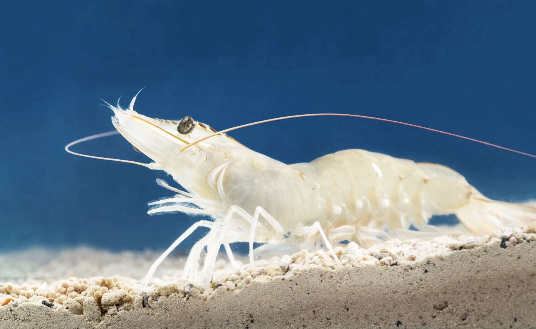 Figure 2: Healthy at first glance, this white-leg shrimp could still be a silent IHHNV carrier.