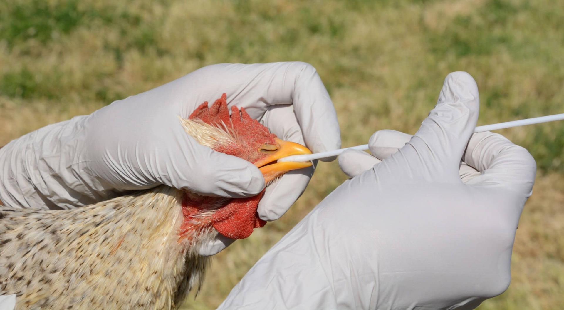 Figure 3. Collecting an oropharyngeal swab for avian influenza testing.