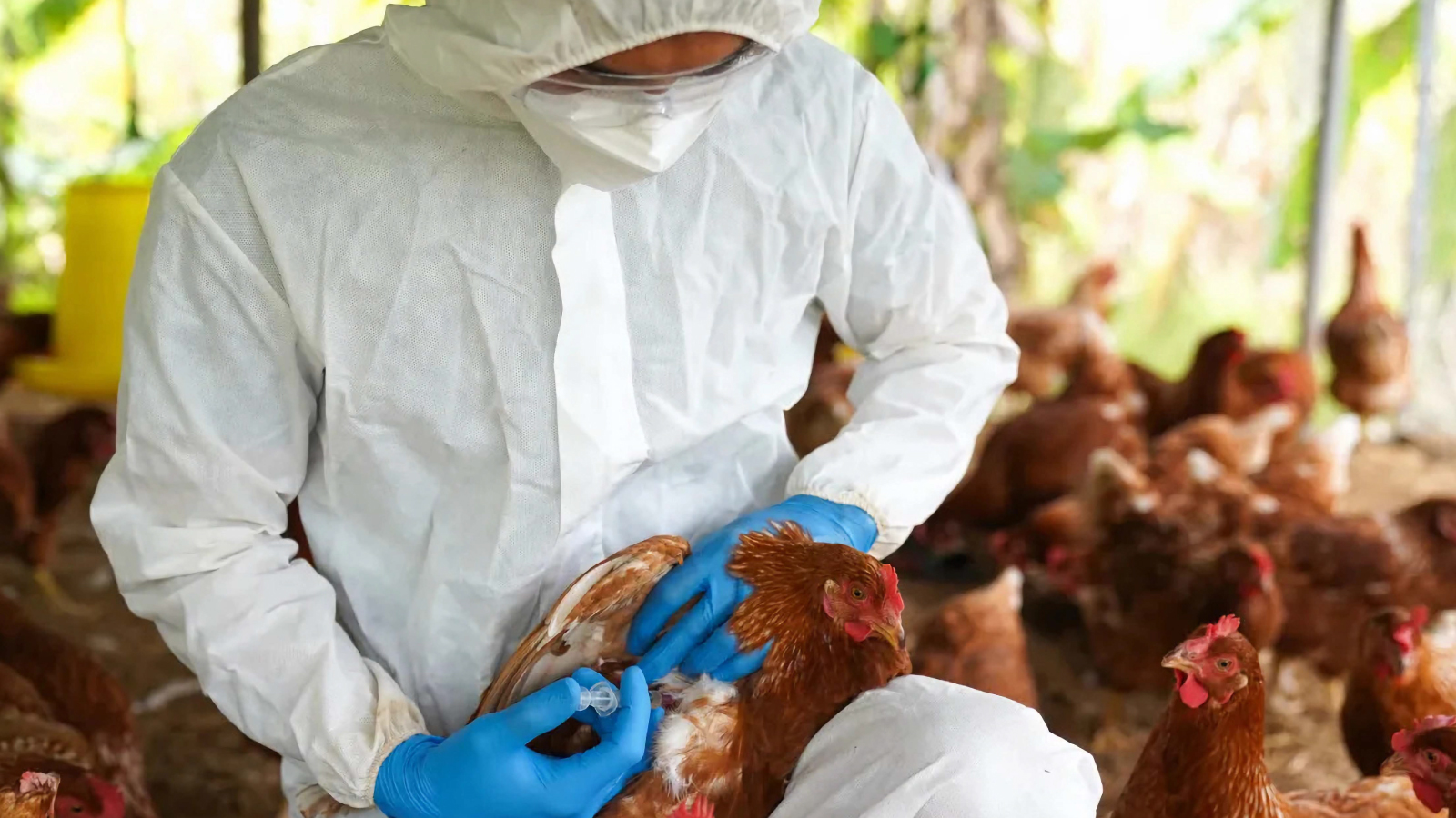 Figure 6 On farm vaccination with full PPE, one quick jab to shield the flock and stop flu at the coop door.