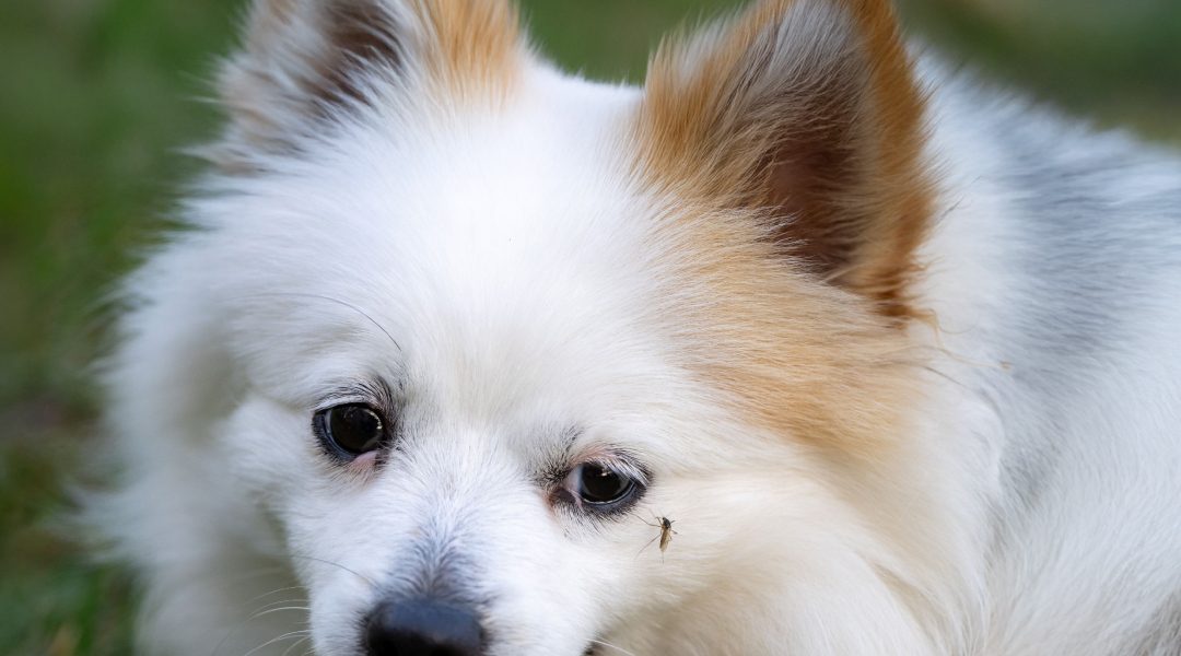 Tiny Biter, Big Trouble: Leishmania’s Long Game in Dogs