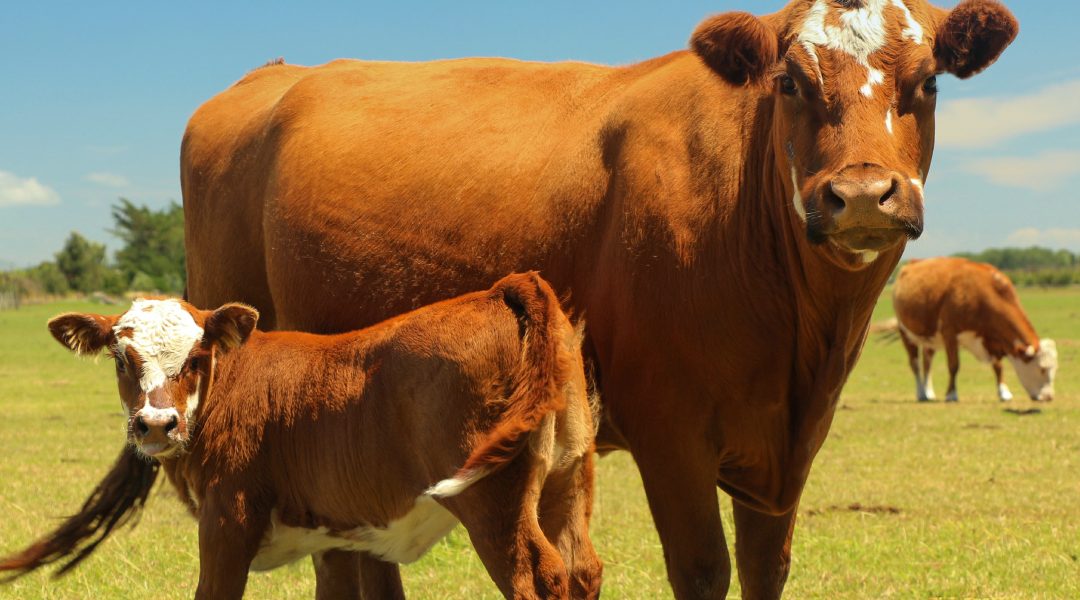 E. coli in Cattle: From Harmless to Harmful