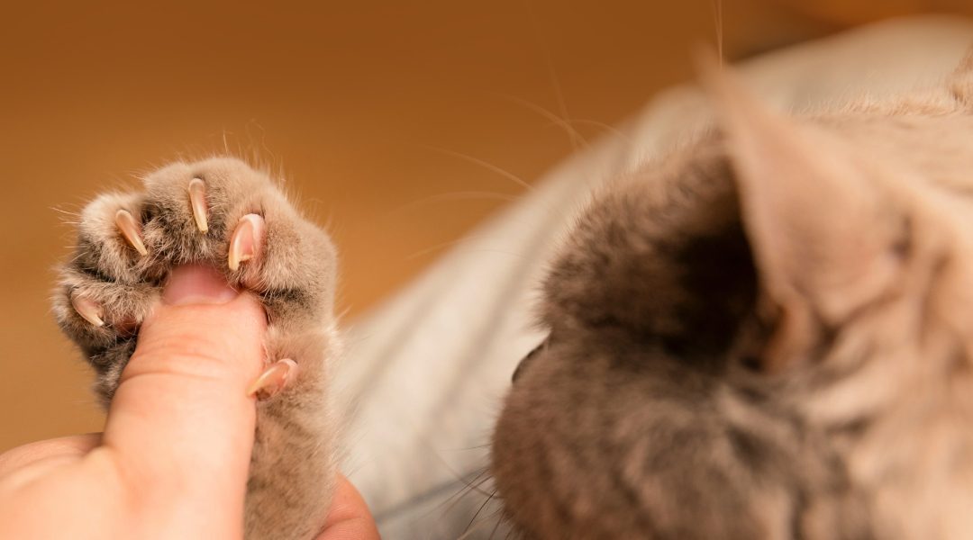 Flea-dom Fighters: Bartonella’s Sneaky Cat Conspiracy