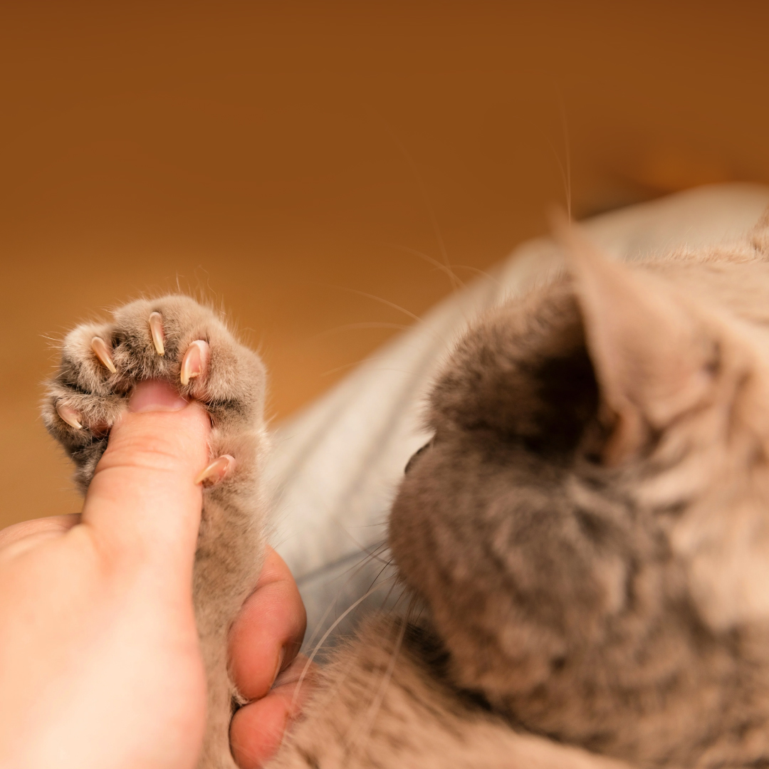 Flea-dom Fighters: Bartonella’s Sneaky Cat Conspiracy