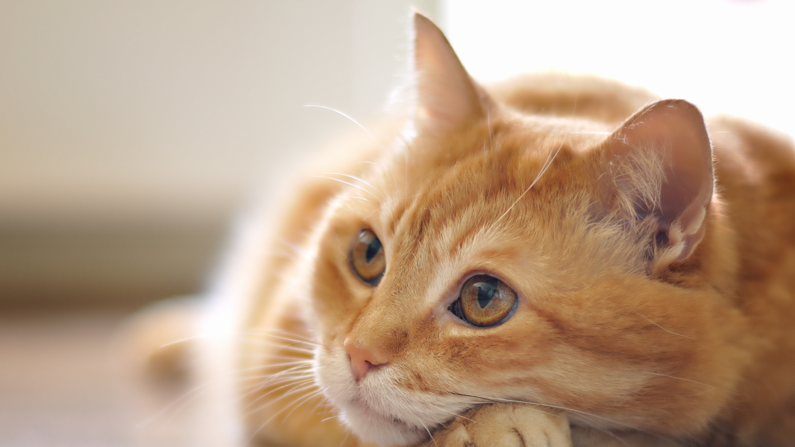 Figure 1. A healthy looking cat possible silent carrier of Bartonella henselae.