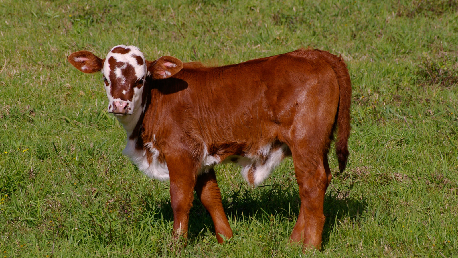 Figure 1. Healthy calf on pasture. Ideal starting point for E. coli prevention.
