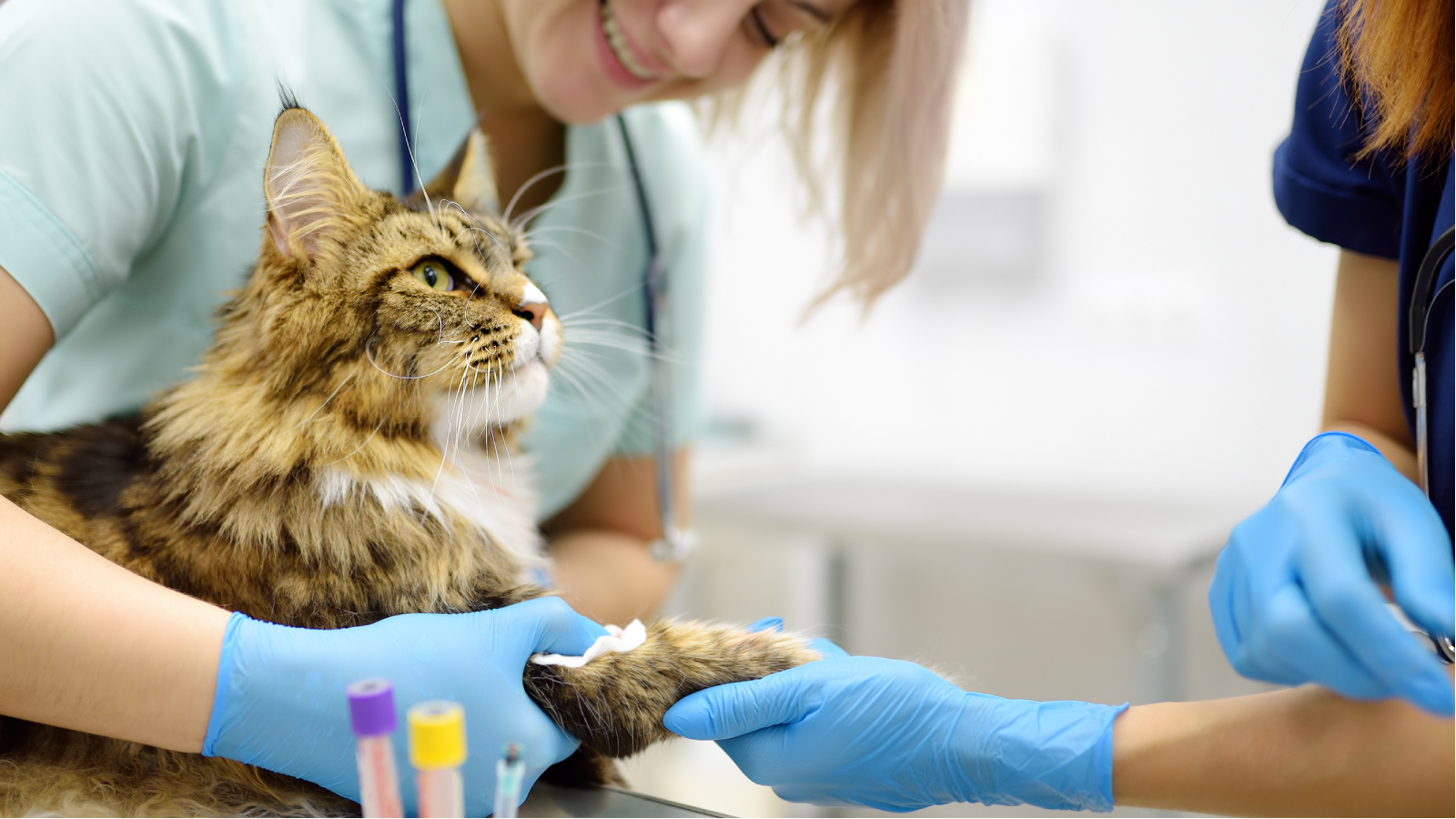 Figure 2. A quick blood draw for an in clinic SDMA test.